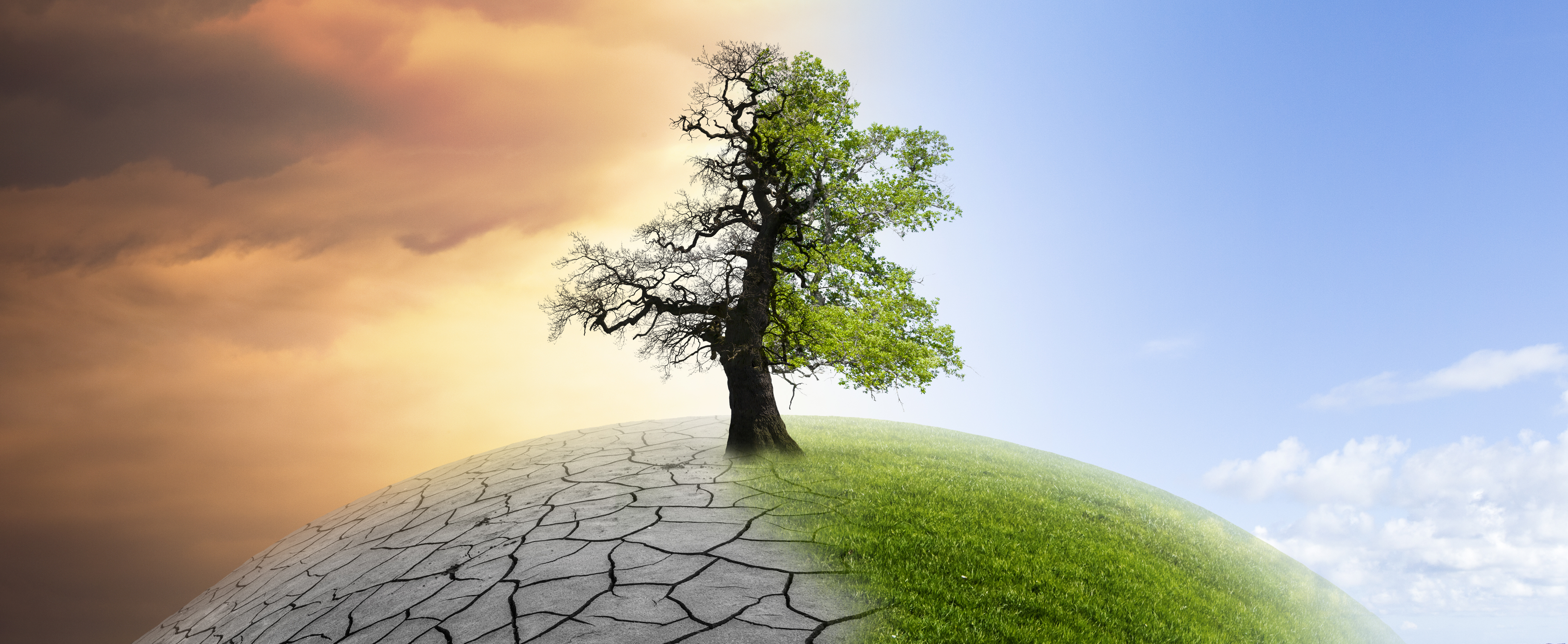 Klimaschutz-hypo-immobilien-leasing-finanzierung baum klimaschutz für leasing-news artikel der hypo immobilien und leasing