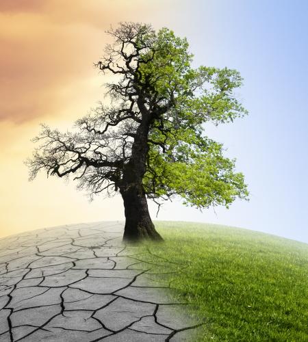 baum klimaschutz für leasing-news artikel der hypo immobilien und leasing